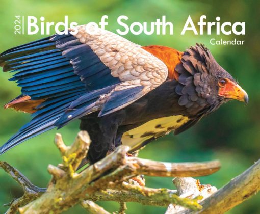 2024 Calendar A4: Birds of South Africa